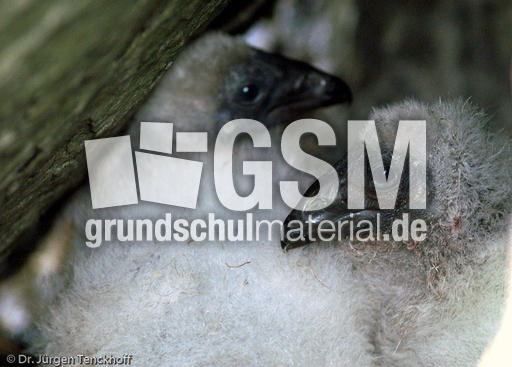 Truthahngeier (8 von 14).jpg